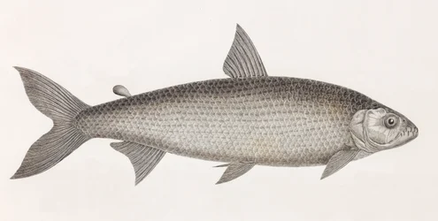 Vis: Le Characin