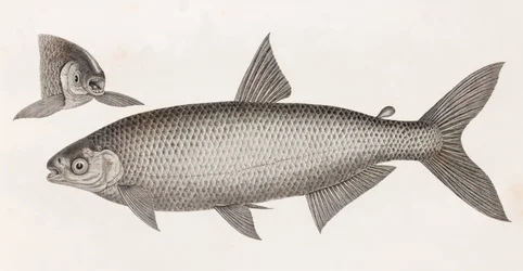 Vissen: Le Characin