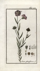 Vlaszaad (Linum usitatissimum). Lithografie uit 