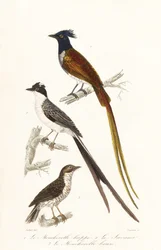 Vliegenvangers en Caribische elaenia