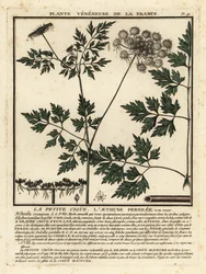 Dolle kervel, Aethusa cynapium