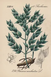Fragon Valse Hulst of Kleine Hulst - Slagersbezem, Ruscus aculeatus. Handgekleurde lithografie uit Diederich von Schlechtendal