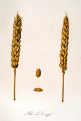 Franse 19e-eeuwse illustratie van korenaren