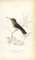 Franje coquette, Lophornis magnificus, vrouwelijk (Magnifieke kolibrie, Trochilus magnificus). Handgekleurde staalgravure door William Lizars uit Sir William Jardine