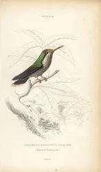 Franje coquette, Lophornis magnificus, jonge man (Magnifieke kolibrie, Trochilus magnificus) - William Jardine