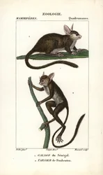 Galago van Senegal en Daubenton