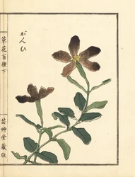 Ganpi of catchfly, Lychnis soort (silene) - Kusa Bana Hyakushu (Honderd variëteiten bloemen)