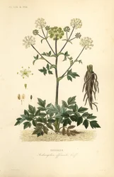 Grote engelwortel of wilde selderij, Angelica archangelica