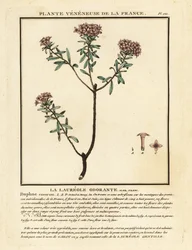 Kransbloem, Daphne cneorum