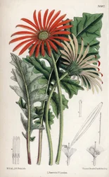 Gerbera jamesoni, oranje bloem afkomstig uit Transvaal (Zuid-Afrika). Tekening door Matilda Smith (1854-1926), Lithografie door John Nugent Fitch in Curtis Botanical Magazine, door Joseph Dalton Hooker, gepubliceerd in Londen, Engeland, door L. Reeve en