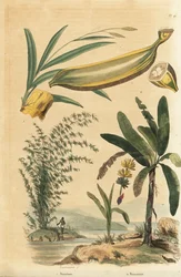 Reuzenstekelige bamboeplant, Bambusa bambos (Bambos arundinacea) en bananenboom met fruit en dwarsdoorsnede, Musa paradisiaca