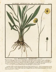 Grasbladige boterbloem, Ranunculus gramineus