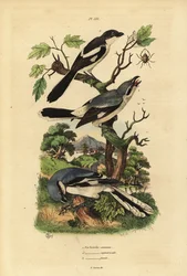 Grote klauwier, Lanius excubitor, grijsrugklauwier, Lanius excubitoroides, en klauwier, Lanius collaris