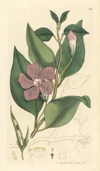 Grote maagdenpalm, Vinca major (grote maagdenpalm)