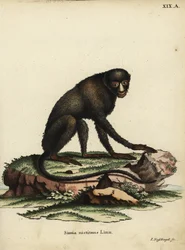 Grote vlekneusaap of stopverfaap. Cercopithecus nictitans. Simia Nictitans Linn. Handgekleurde kopergravure door Johann Nussbiegel uit Johann Christian Daniel Schreber