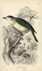 Groenrug becard. Handgekleurde staalgravure door William Lizars naar een illustratie van William Swainson uit Sir William Jardine