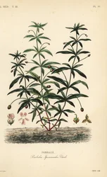 Groenviooltje of bochelbloem, Hybanthus calceolaria, Pombalia ipecacuanha, Pombalie