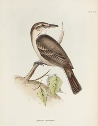 Grijsbuikige klauwier-tiran, ca. 1832-1836