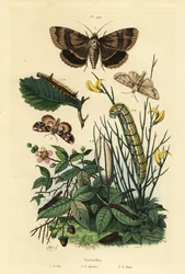 Grijze dolkvlinder en larve, Acronicta psi 1, Apopestes spectrum mot en larve 2, perzikbloesem mot en rups, Thyatira batis 3