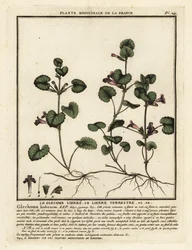 Hondsdraf, Glechoma hederacea