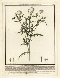 Kruiskruid, Senecio vulgaris