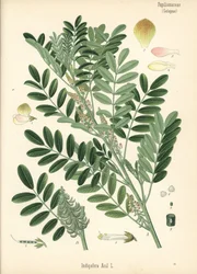 Guatemalteekse indigo of kleinbladige indigo, Indigofera suffruticosa (Indigofera anil). Chromolithografie naar een botanische illustratie uit Hermann Adolph Koehler