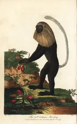 Guereza van Angola of Angolese zwart-witte colobe - Angola colobus, Colobus angolensis. Volledige onderkant aap, genoemd naar zijn gelijkenis met een pruik met volledige onderkant. Handgekleurde kopergravure door J. Pass naar een illustratie door Johann Ja