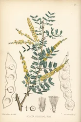 Arabische gom, verek of hashab gom, Acacia senegal. Handgekleurde lithografie door Hanhart naar een botanische illustratie door David Blair uit Robert Bentley en Henry Trimen