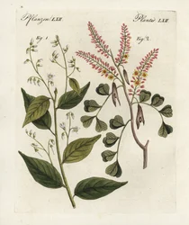 Gom benjamin boom, Styrax benzoin en haematoxylon campechianum. Handgekleurde kopergravure uit Bertuch