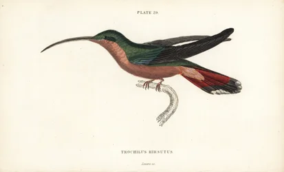Harige kolibrie, Glaucis hirsutus (Roodborstheremiet, Trochilus hirsutus) - William Jardine