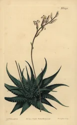 Hankey dwergaloë