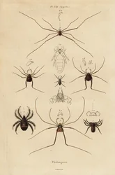 Hooiwagens, oogsters of langpootmuggen, Opiliones soorten