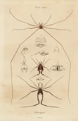 Hooiwagens, oogsters of langpootmuggen, Opiliones soorten