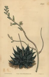 Haworthia minor of Tulista minima (Kleine parel aloë, Aloe margaritifera minima)