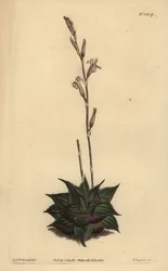 Haworthia mirabilis (Ruwbladige kussen aloë, Aloe mirabilis)