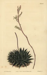 Haworthia pumila of Tulista pumila (Donkerbladige spin aloë, Aloe arachnoides pumila)