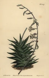 Haworthia viscosa (Stijve aloë, Aloe rigida)