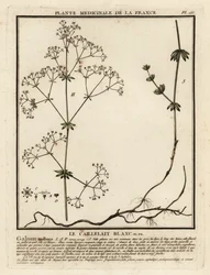 Glad Walstro, Galium mollugo