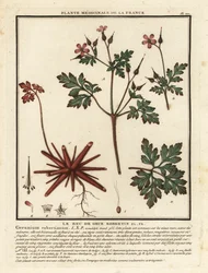 Robertskruid, Geranium robertianum
