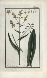 Kruid van St. Philip (Isatis tinctoria sativa). Lithografie uit 