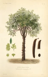 Valse christusdoorn of doornige gleditsia, Gleditsia triacanthos, Gleditschia triacanthos, driedoornige koortsboom