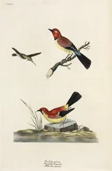 Kolibrie, vink en kwikstaart