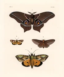 Imbrasia epimethea (Saturnia epimethea) 1, roze-gestreepte eikenwormmot, Anisota virginiensis (Dryocampa virginiensis) 2, Crameria aegocera (Aegocera amabilis) 3, en Eudocima materna (Triphaena materna) 4. Handgekleurde lithografie uit John O. Westwood