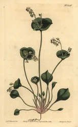 Indiase sla, Perfoliate claytonia, Claytonia perfoliata