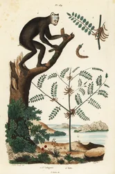 Indigoplant, Indigofera atropurpurea, en indri of babakoto, Indri indri, ernstig bedreigde maki