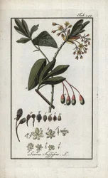 Irokees laurier (Sassafras albidum). Lithografie uit 