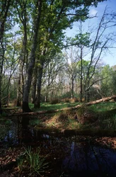 Italië, Latium, Circeo Nationaal Park, vijver in Biosfeerreservaat