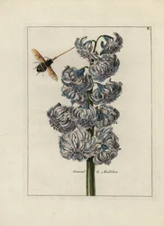 Jacinth (of hyacint), variete general door Maillebois, met een bij - Lithografie toegeschreven aan Paul Theodor van Brussel (1754-1795), auteur van het omslagboeket, of A.Bres., beïnvloed door Nicolas Robert (1614-1685), gepubliceerd in 