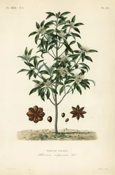 Japanse steranijs, anijsboom of heilige anijsboom, Illicium anisatum, Illicium religiosum, heilige steranijs