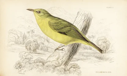 Javaanse wit-oog. Handgekleurde staalgravure door William Lizars naar William Swainson uit Sir William Jardine